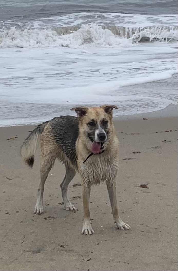 My parents’ dog
